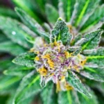 Reasons Why Premium Cannabis Flower is Worth the Extra Cost