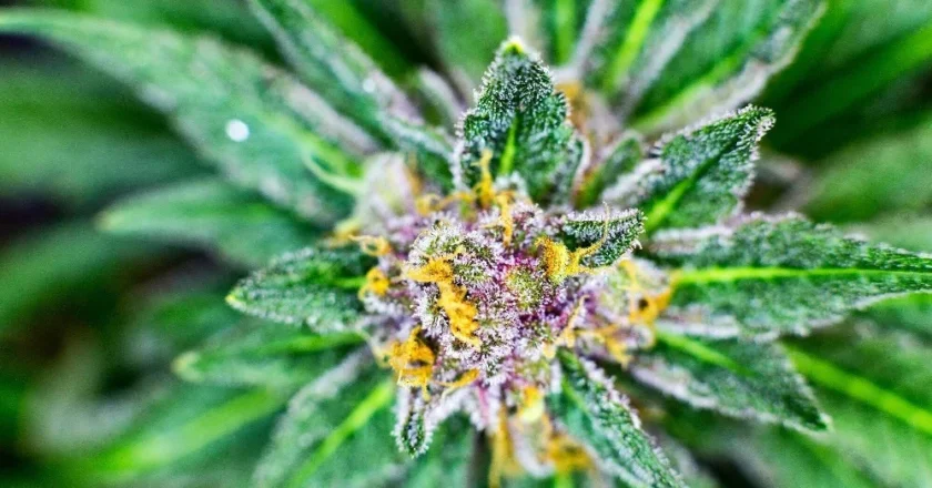 Reasons Why Premium Cannabis Flower is Worth the Extra Cost