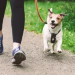 Exploring the 5 Benefits of Retractable Dog Leashes for Active Dogs